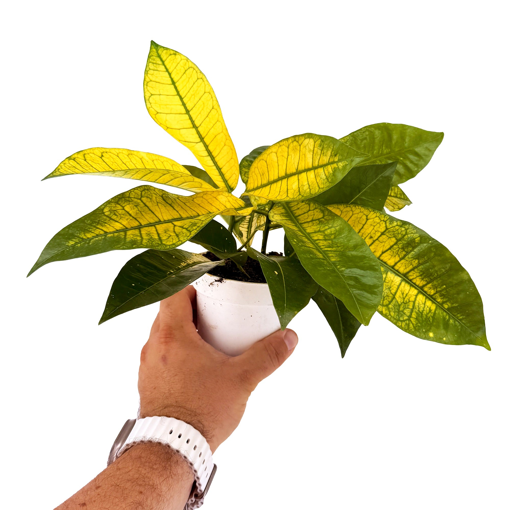Codiaeum variegatum ‘Croton Yellow Mrs. Iceton’