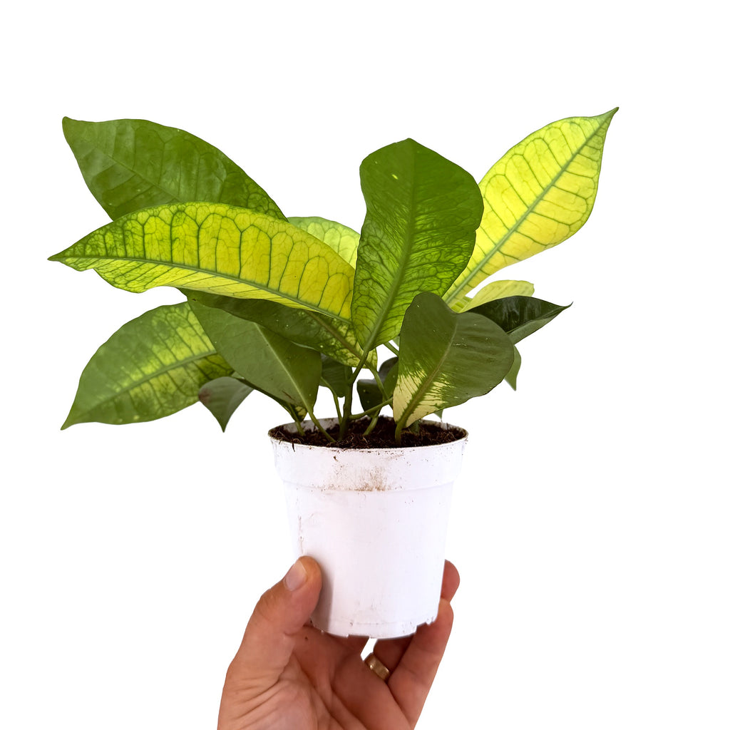 Codiaeum variegatum ‘Croton Yellow Mrs. Iceton’