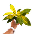 Codiaeum variegatum ‘Croton Yellow Mrs. Iceton’