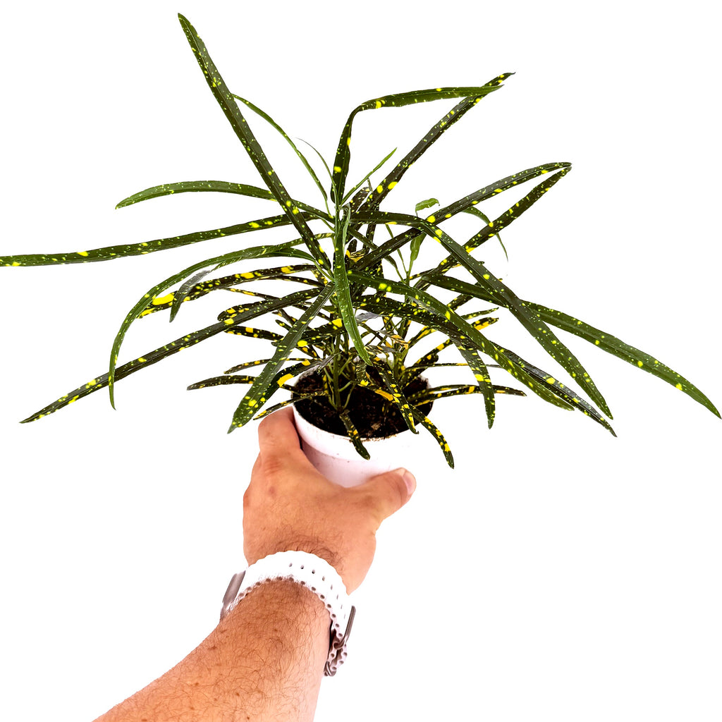 Codiaeum variegatum 'Croton Pictum'