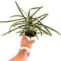 Codiaeum variegatum 'Croton Pictum'