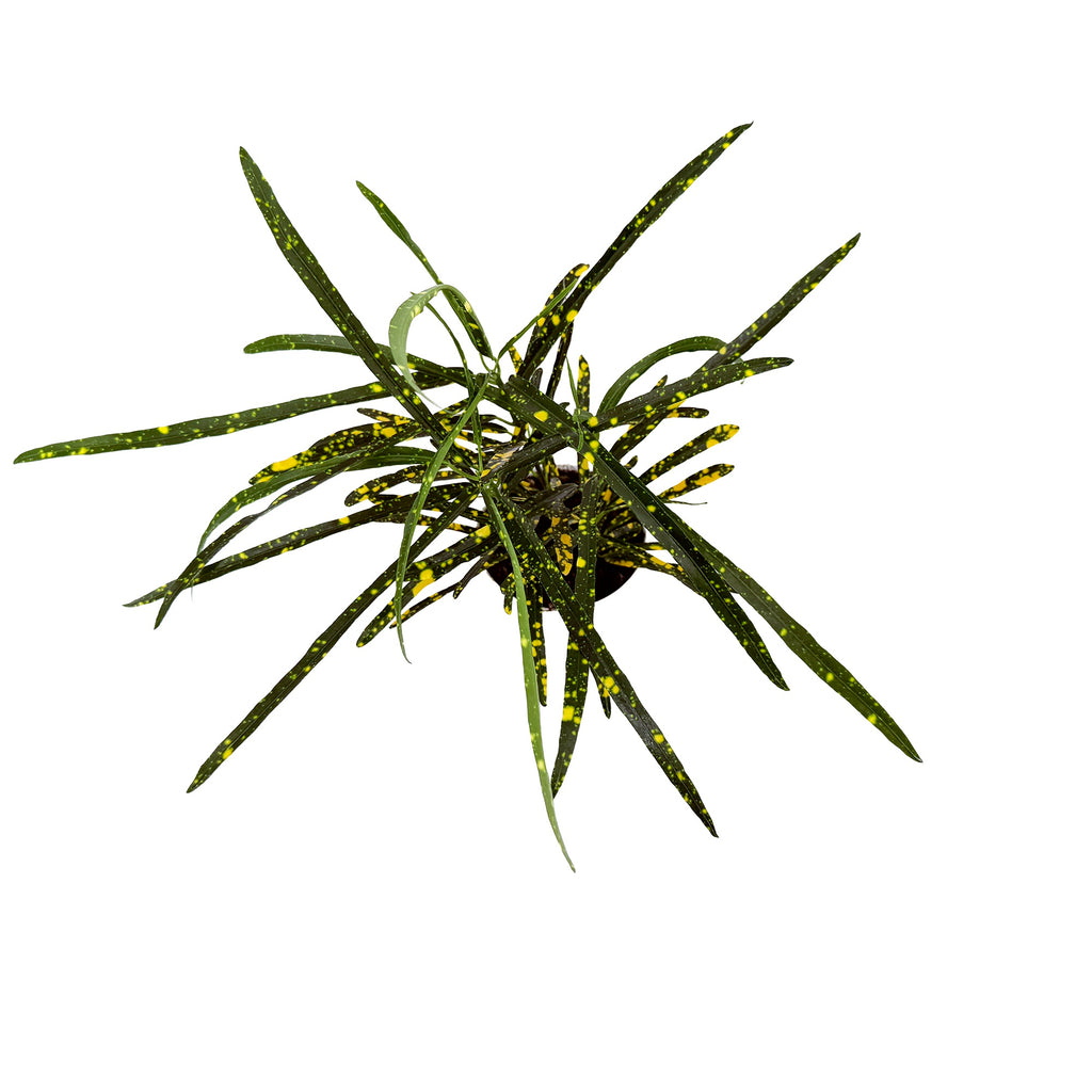 Codiaeum variegatum 'Croton Pictum'