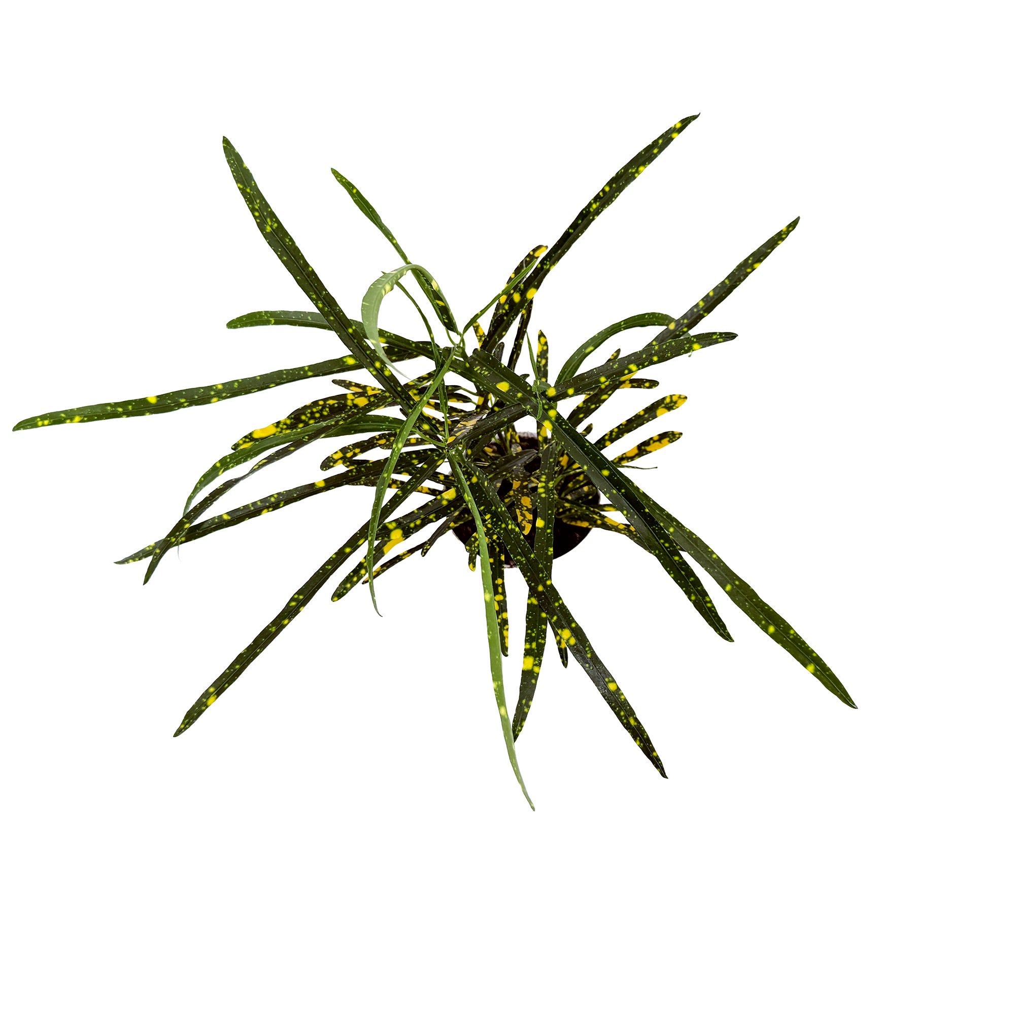 Codiaeum variegatum 'Croton Pictum'