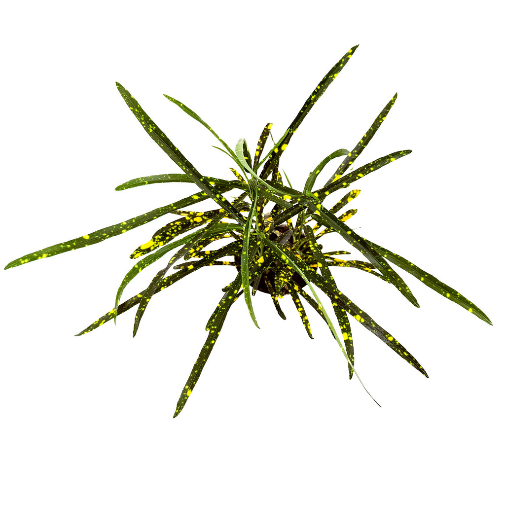 Codiaeum variegatum 'Croton Pictum'
