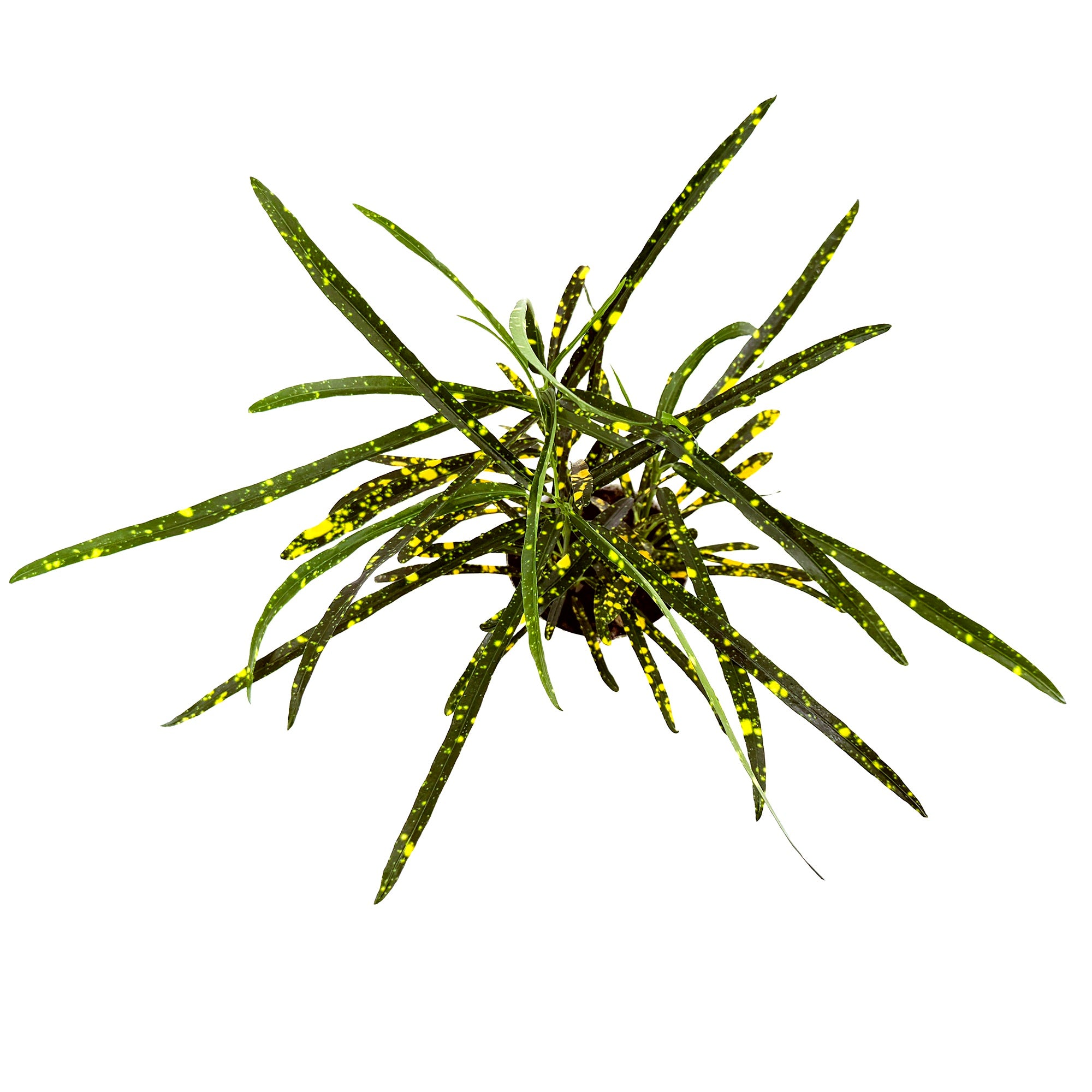 Codiaeum variegatum 'Croton Pictum'