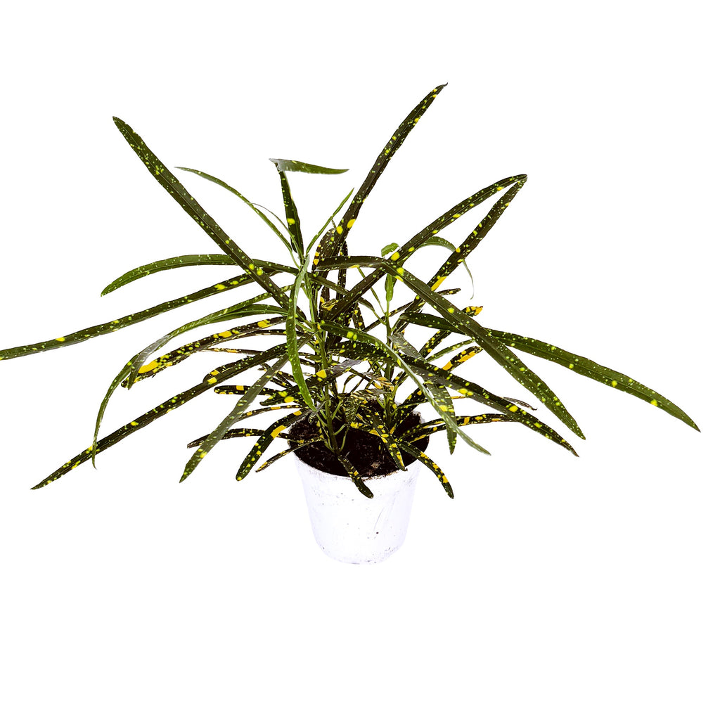 Codiaeum variegatum 'Croton Pictum'