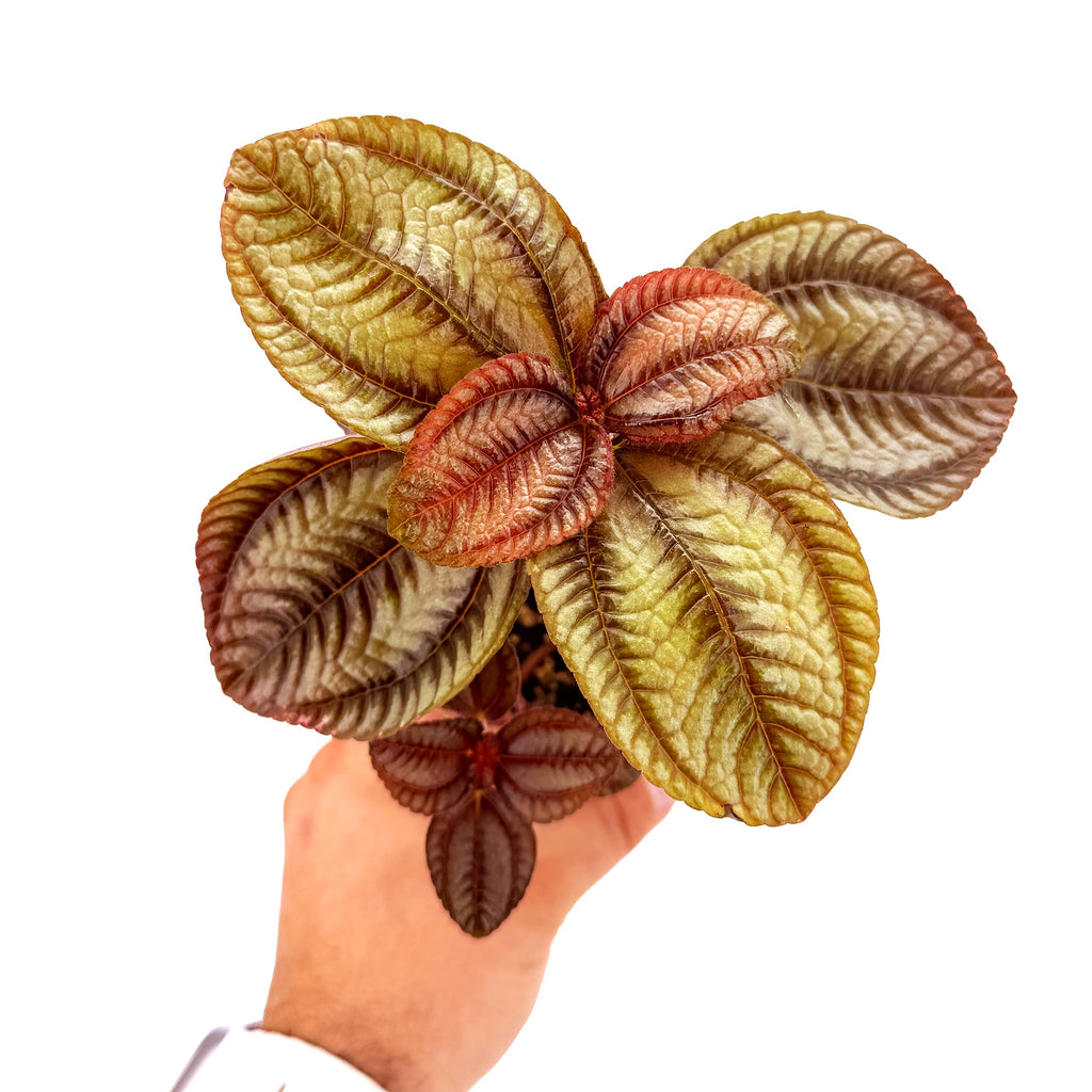 Pilea involucrata ‘Norfolk’