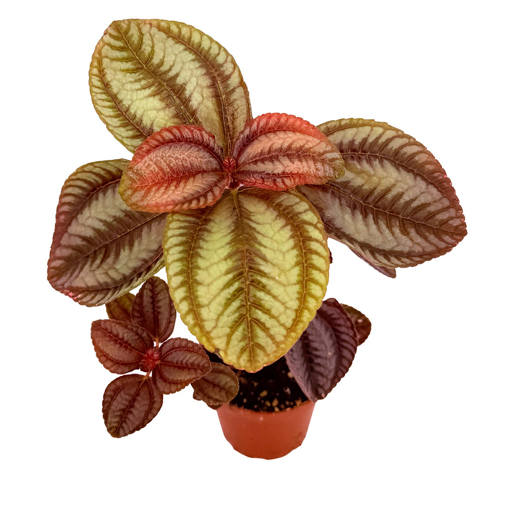 Pilea involucrata ‘Norfolk’