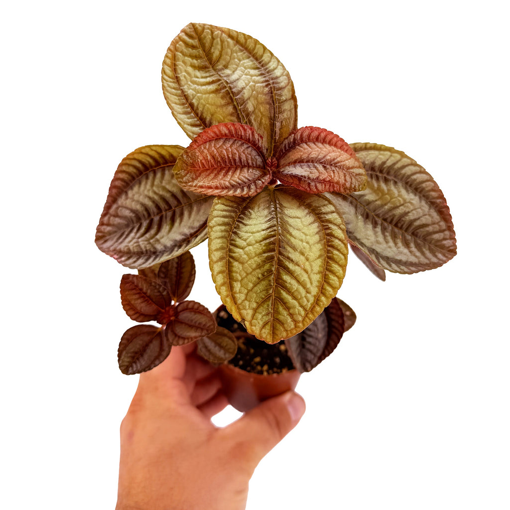 Pilea involucrata ‘Norfolk’
