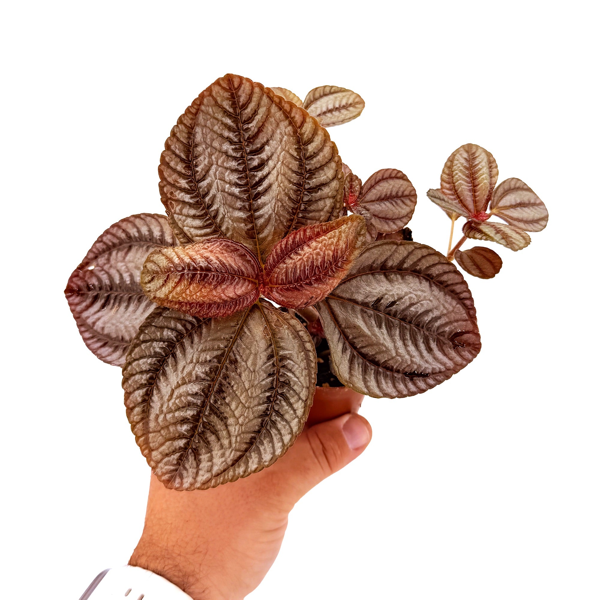 Pilea involucrata ‘Norfolk’