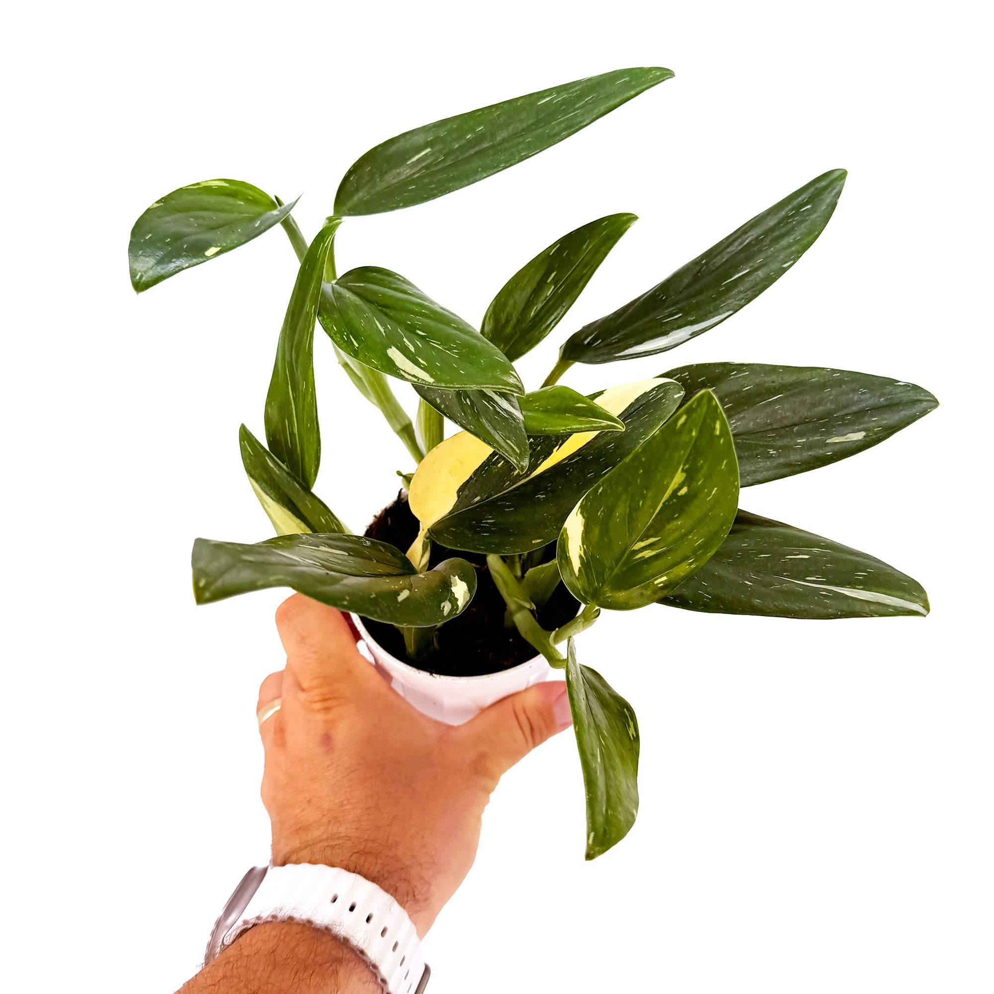 Monstera standleyana