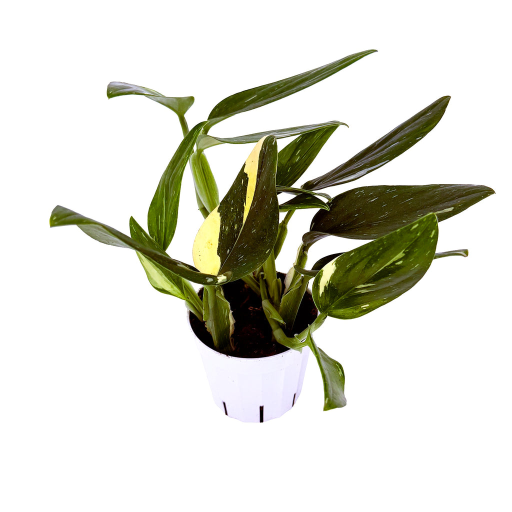 Monstera standleyana