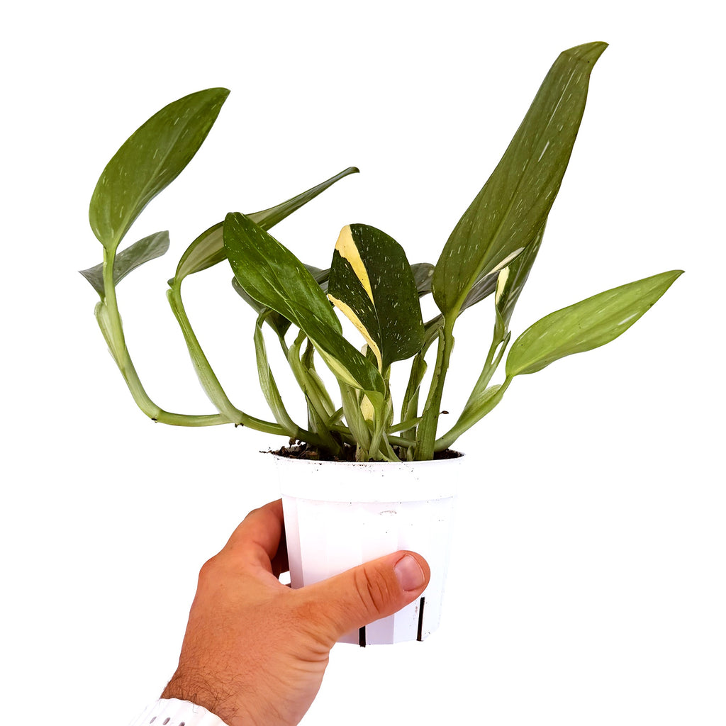 Monstera standleyana