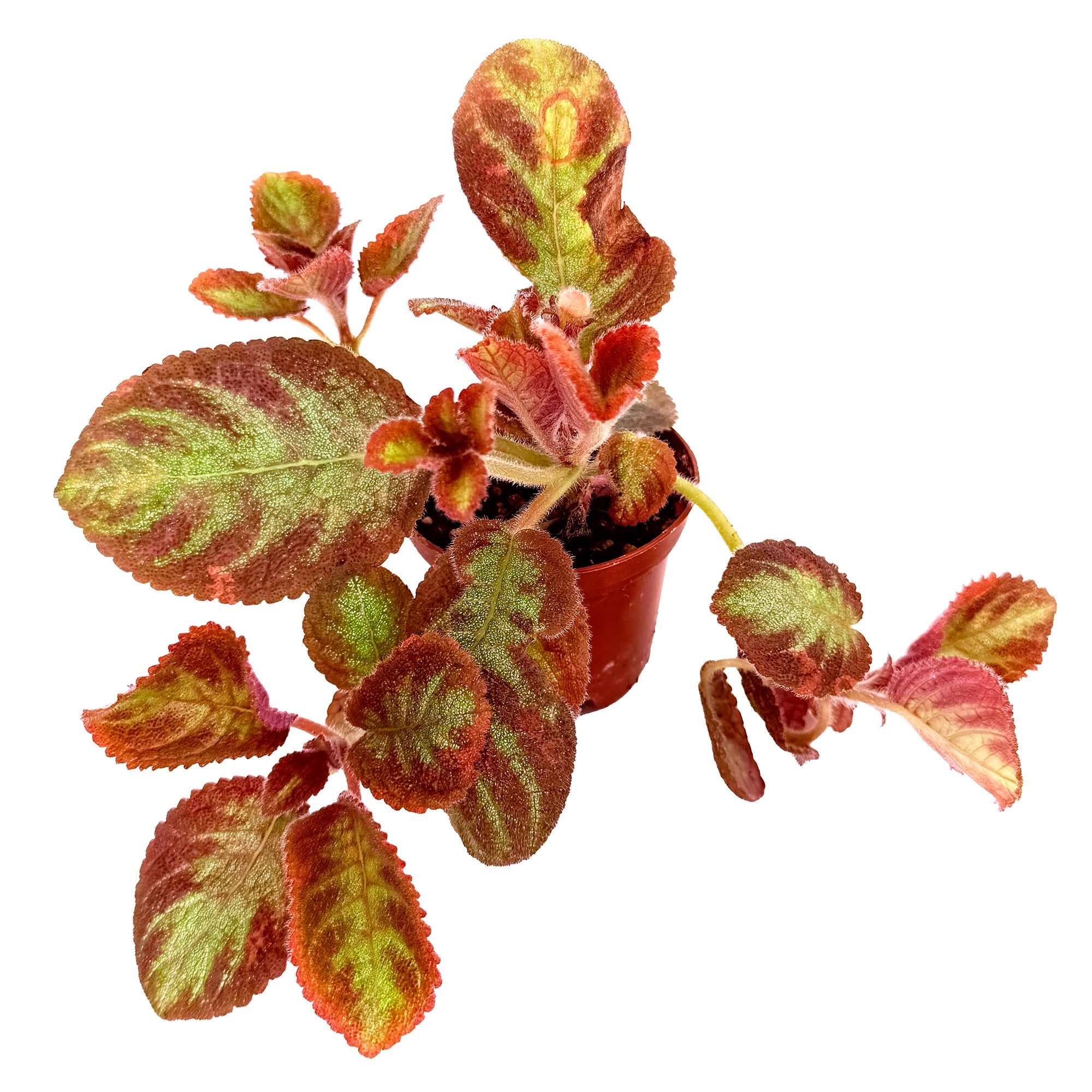 Episcia 'Pink Panther'