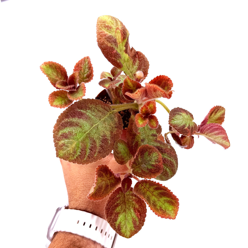 Episcia 'Pink Panther'