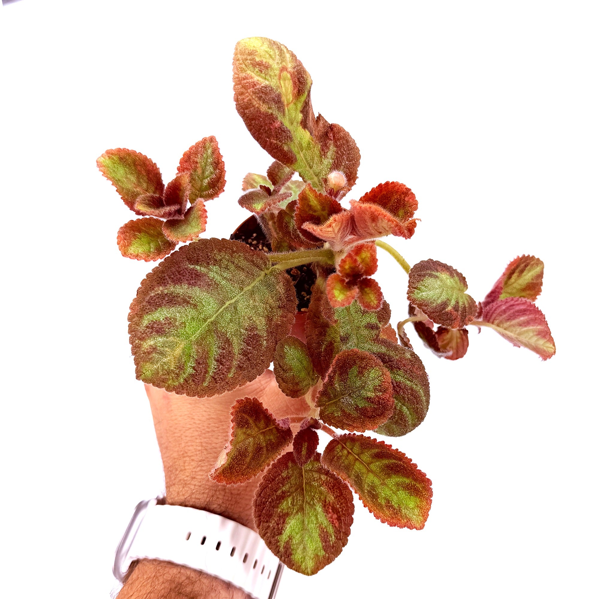 Episcia 'Pink Panther'