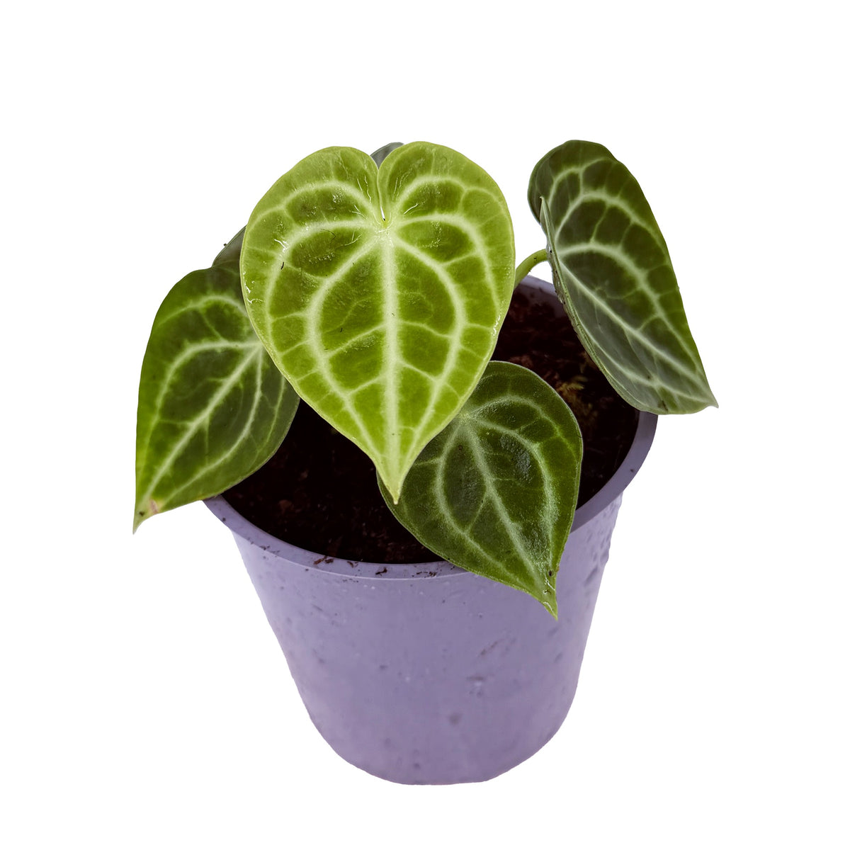 Anthurium clarinervium