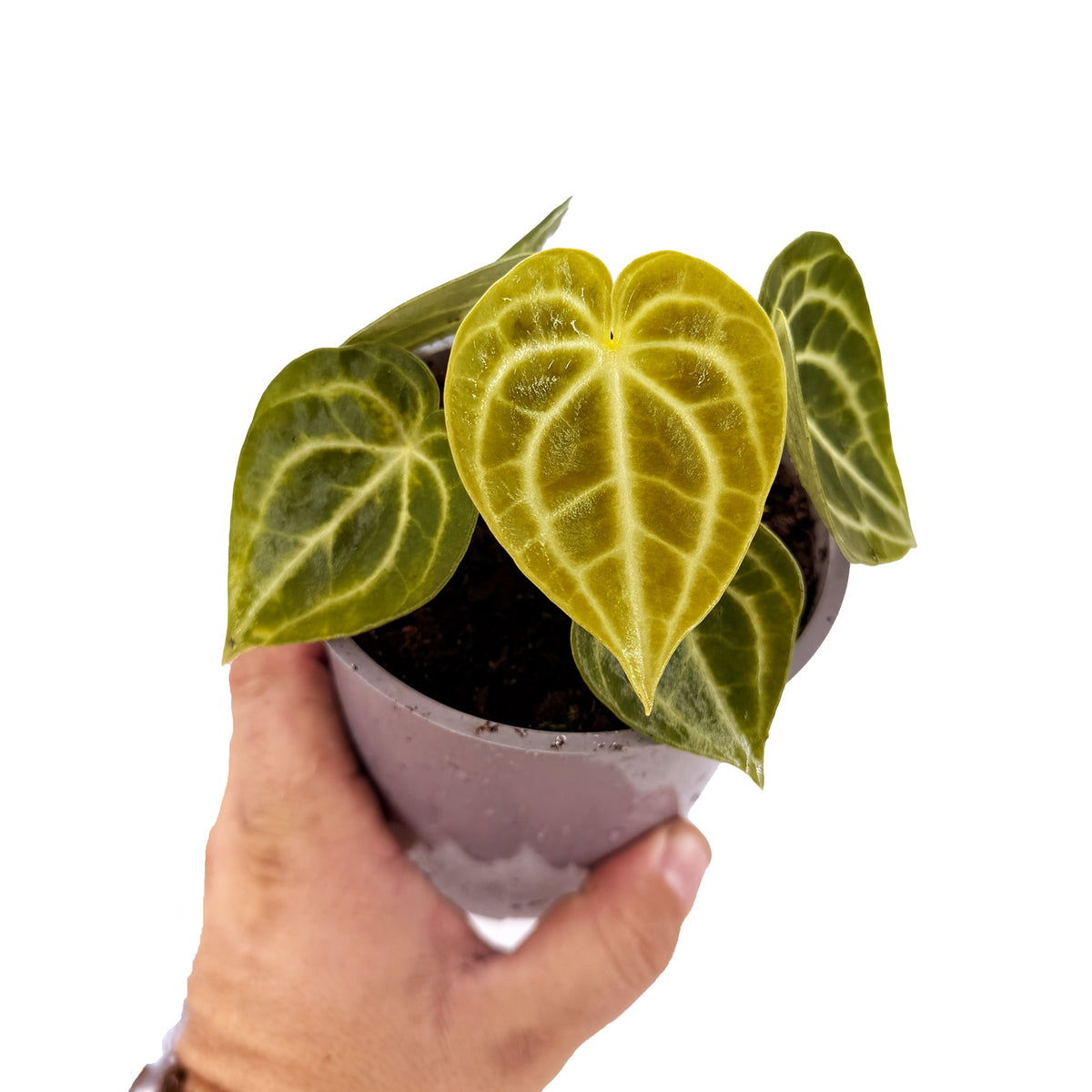Anthurium clarinervium