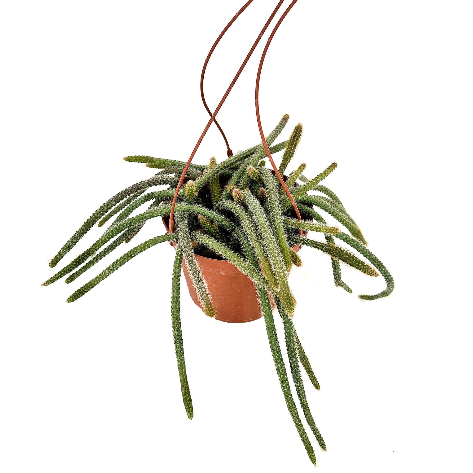 Aporocactus flagelliformis 'Rat Tail Cactus'