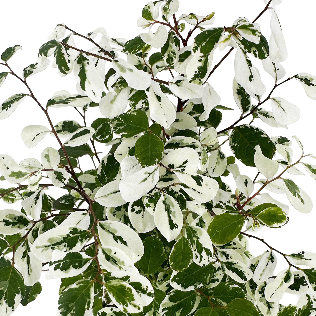 Breynia disticha ‘Snow Bush'
