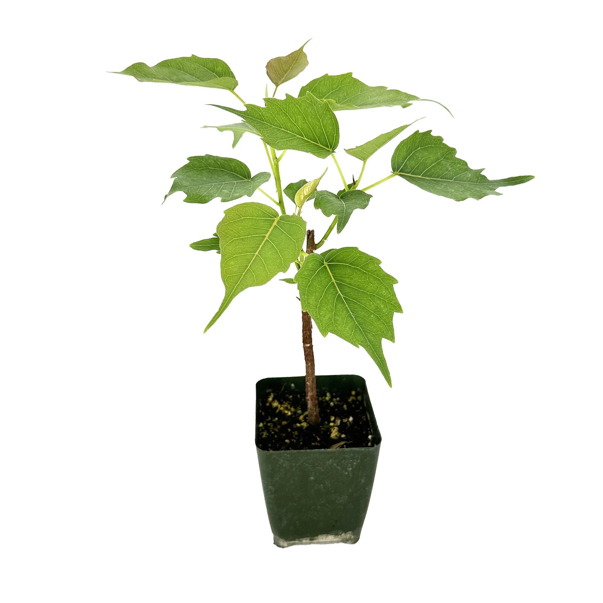 Ficus religiosa 'Bodhi Tree'
