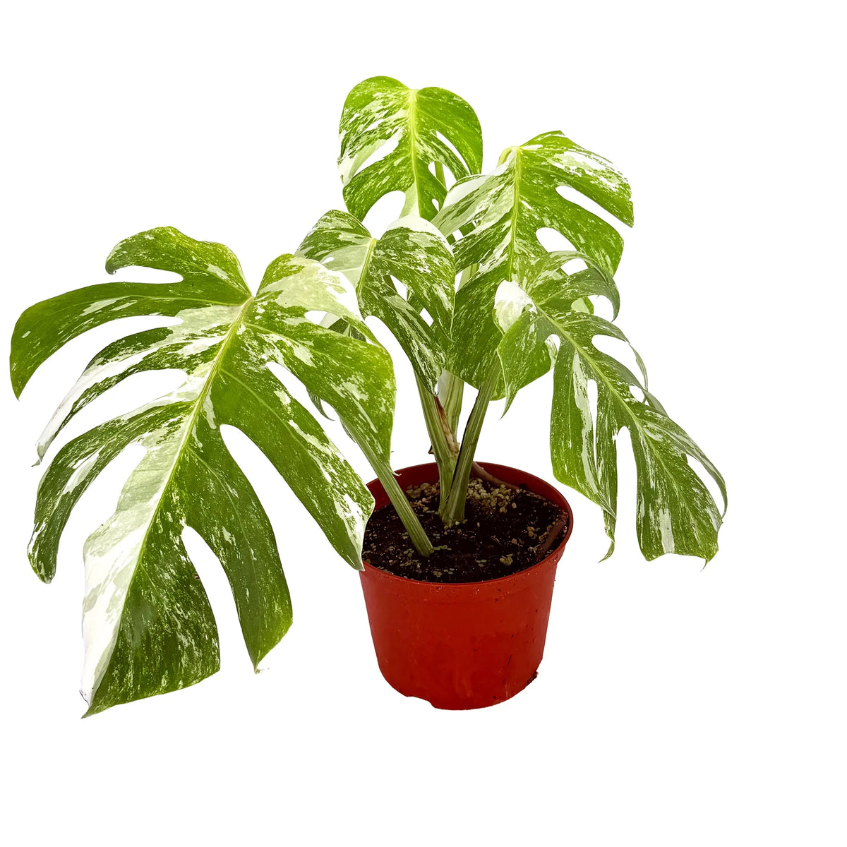 Monstera Borsigiana Albo Variegata