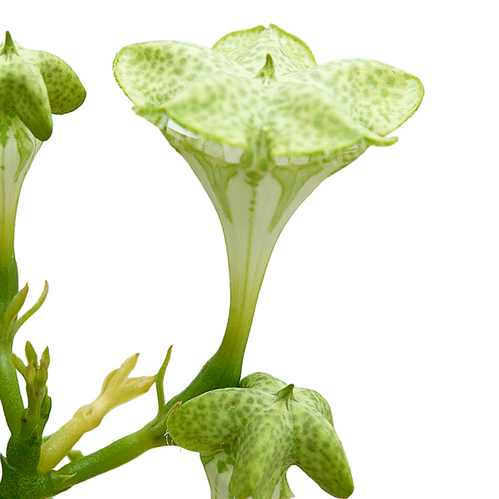 Ceropegia sandersonii 'Parachute Plant'