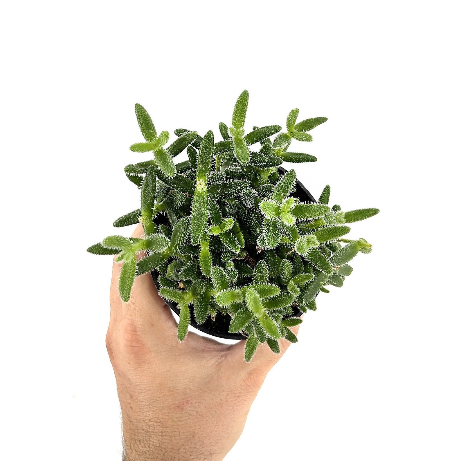 Delosperma echinatum ‘Pickle Plant’