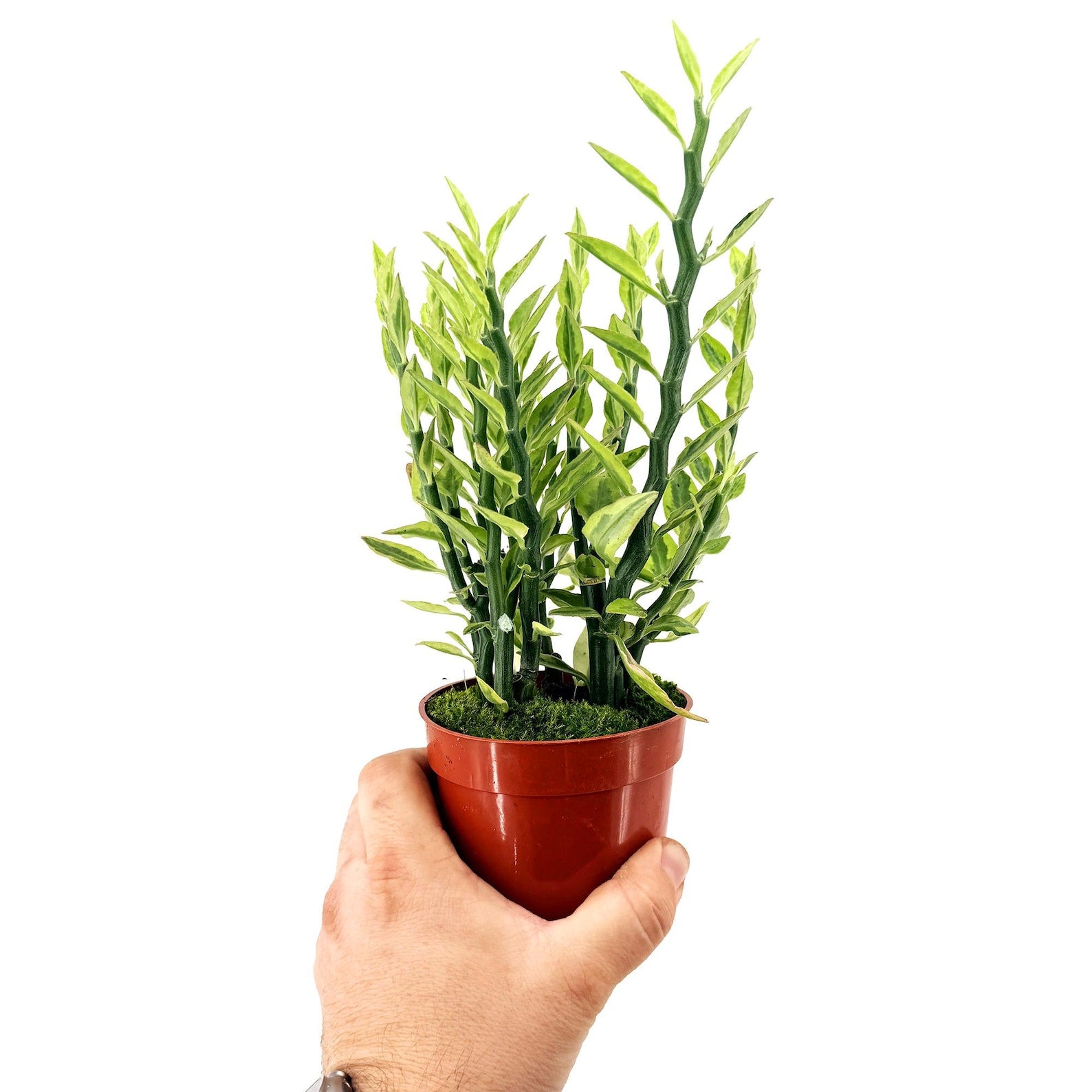 Euphorbia tithymaloides ‘Devil’s Backbone’