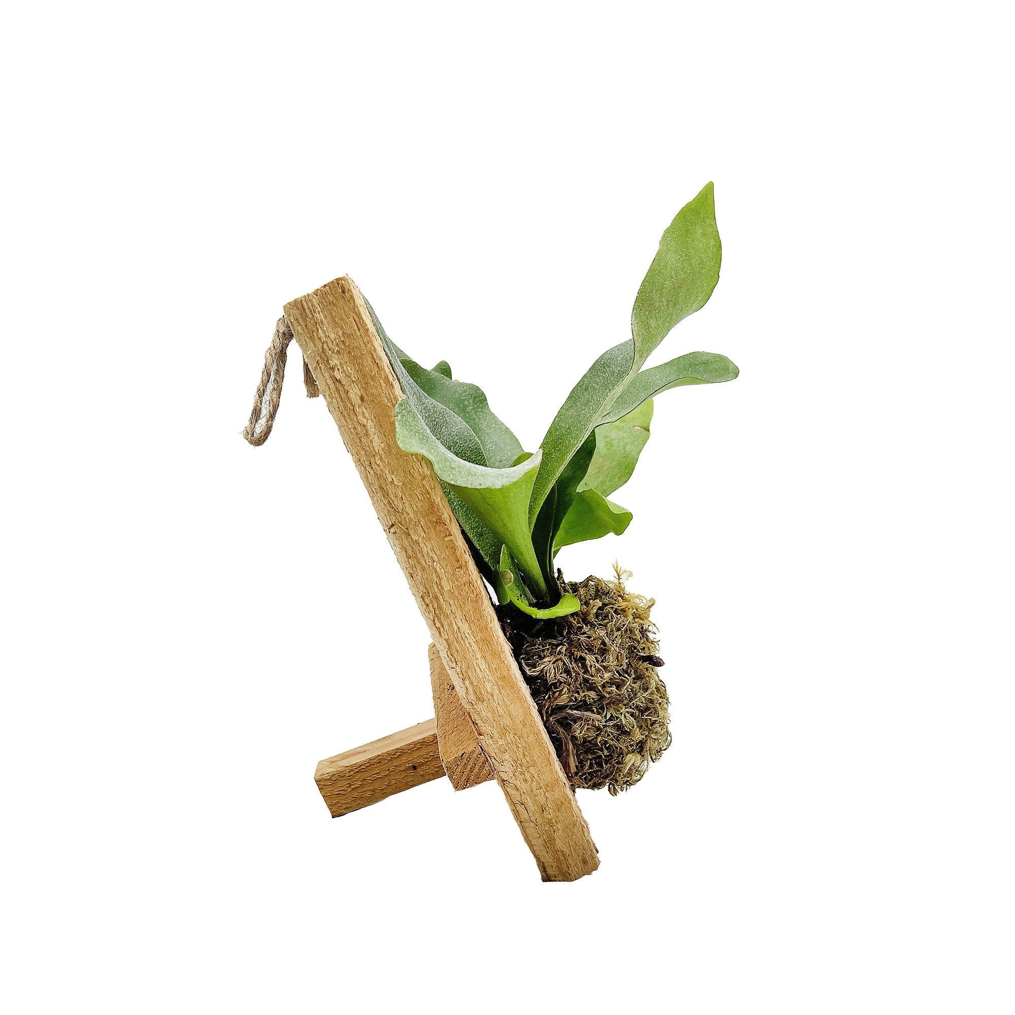 Platycerium bifurcatum 'Mini Staghorn Fern'