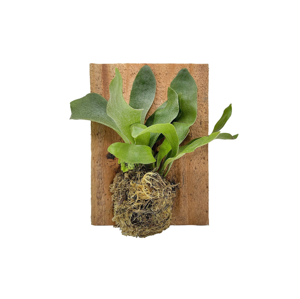Platycerium bifurcatum 'Mini Staghorn Fern'