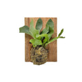 Platycerium bifurcatum 'Mini Staghorn Fern'