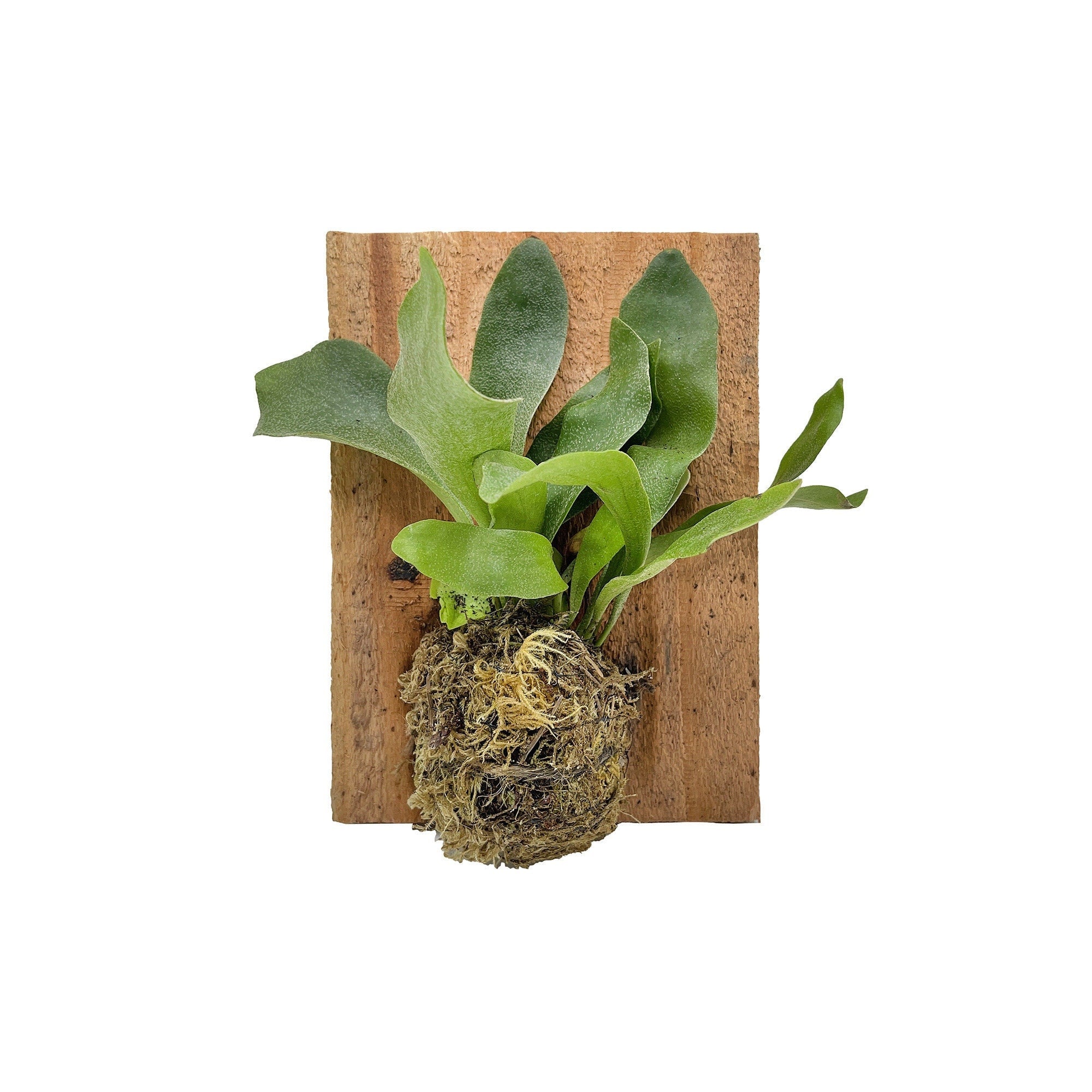 Platycerium bifurcatum 'Mini Staghorn Fern'