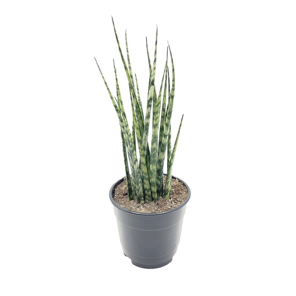 Sansevieria Fernwood Mikado