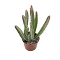 Stapelia grandiflora 'Zulu Giant'