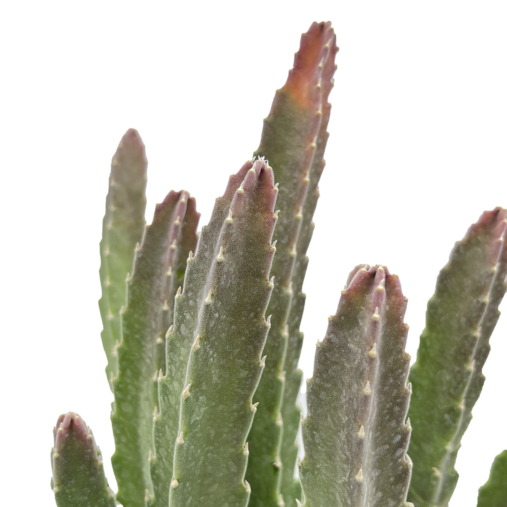 Stapelia grandiflora 'Zulu Giant'