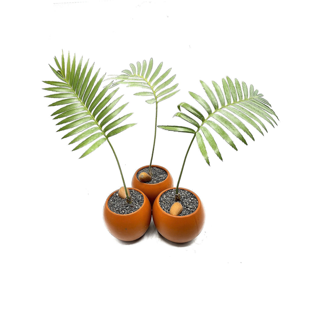 Dioon spinulosum 'Giant Mexican Cycad'