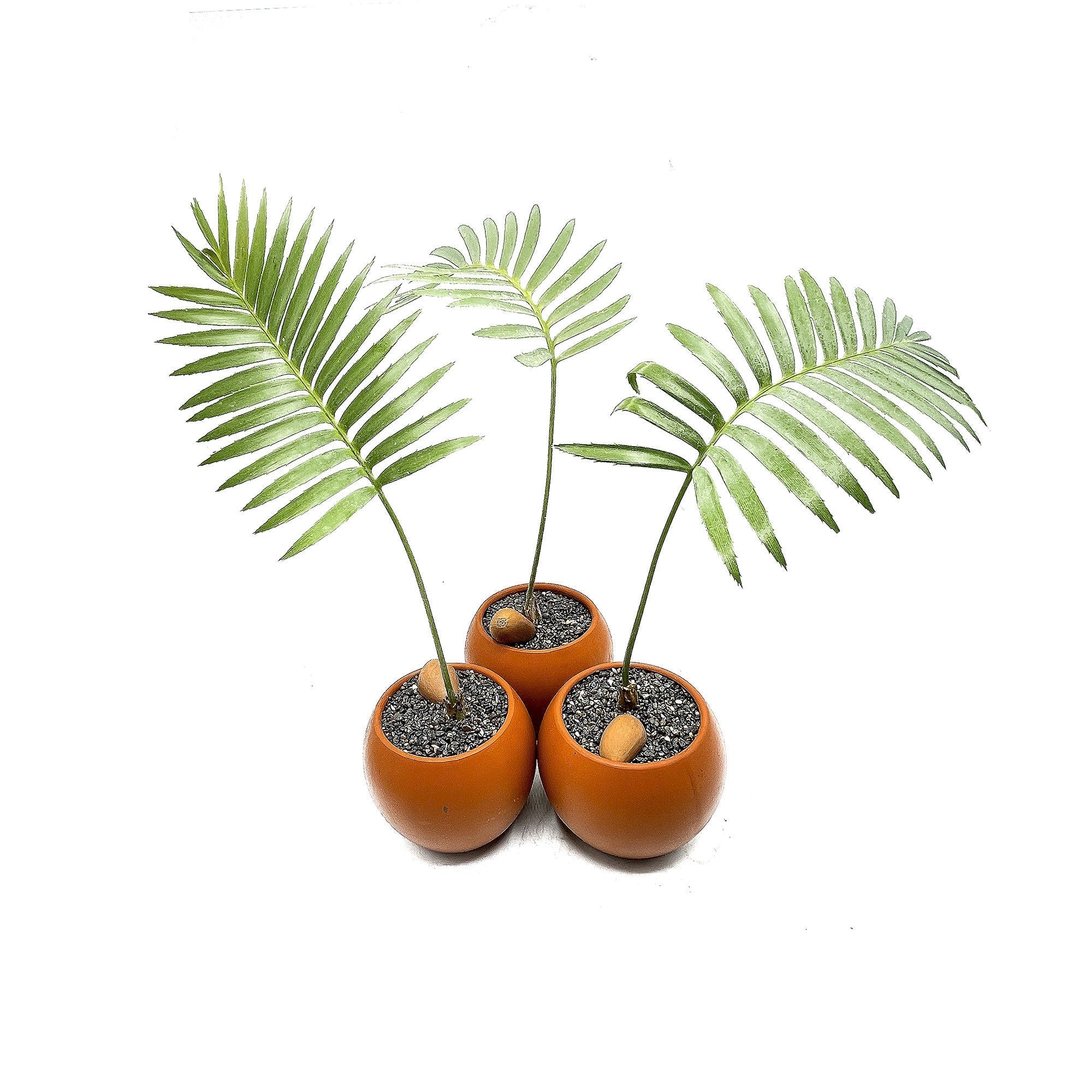 Dioon spinulosum 'Giant Mexican Cycad'