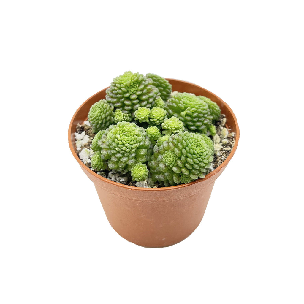 Monanthes polyphylla 'Clustered Rosette'