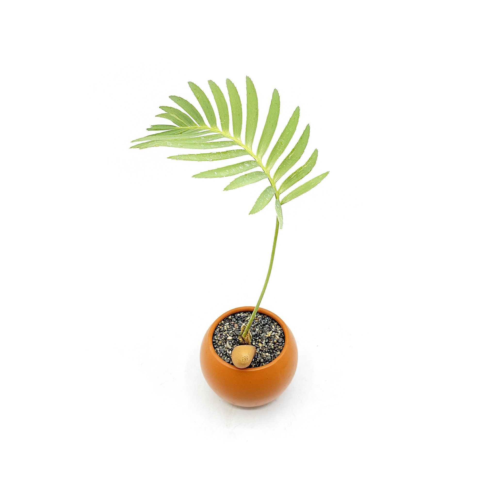 Dioon spinulosum 'Giant Mexican Cycad'