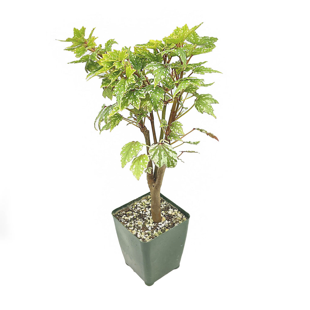 Begonia dregei