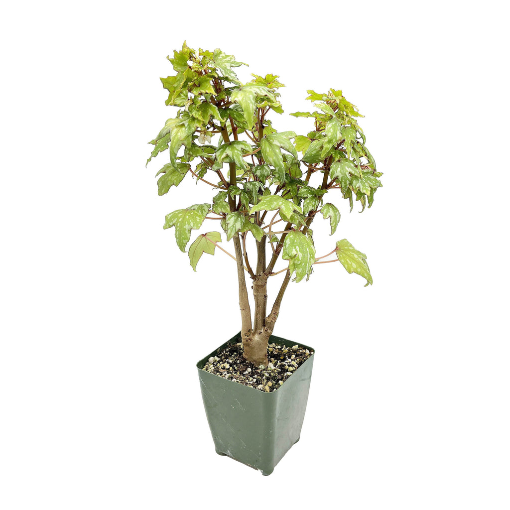 Begonia dregei