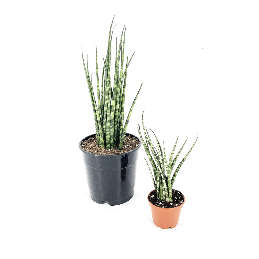 Sansevieria Fernwood Mikado