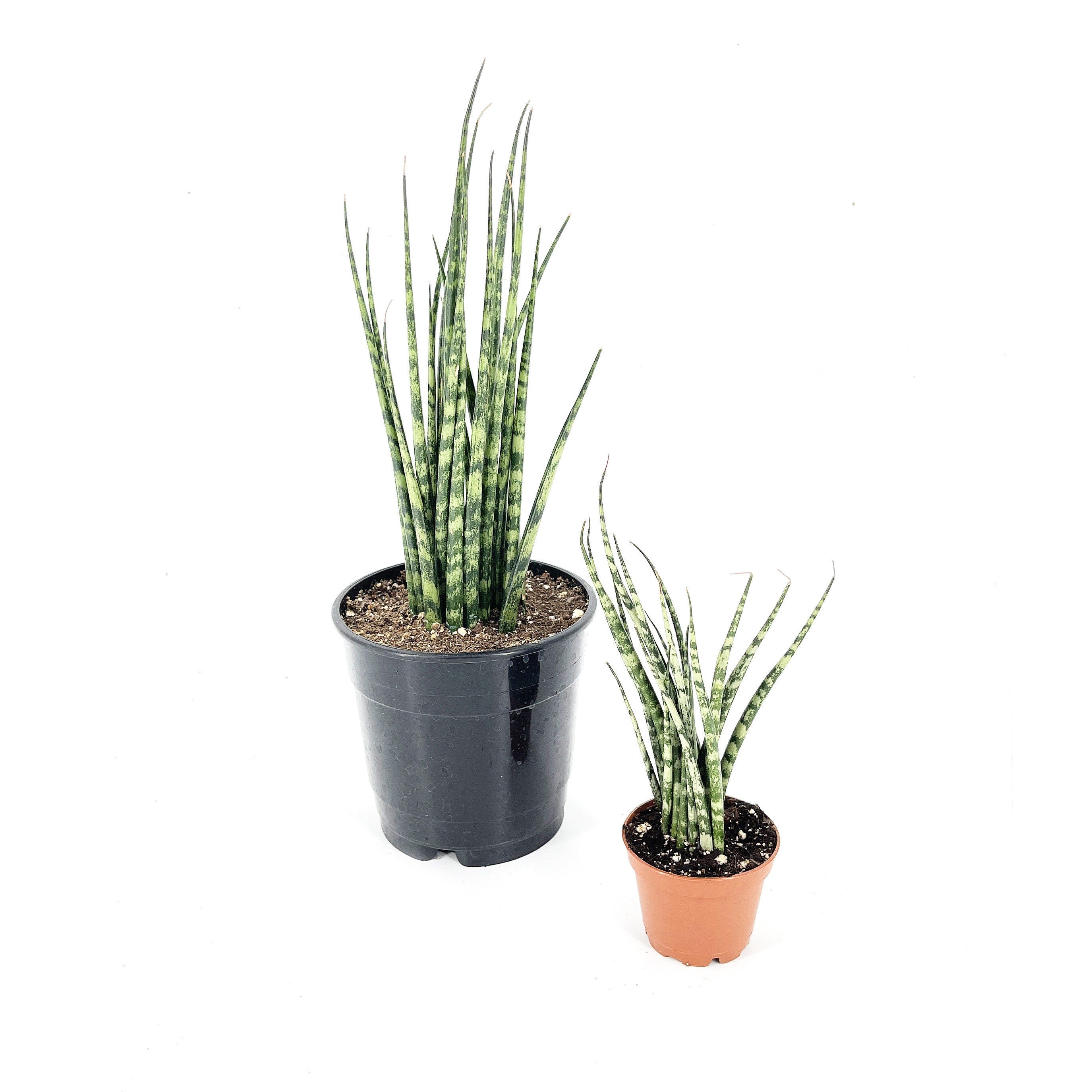 Sansevieria Fernwood Mikado