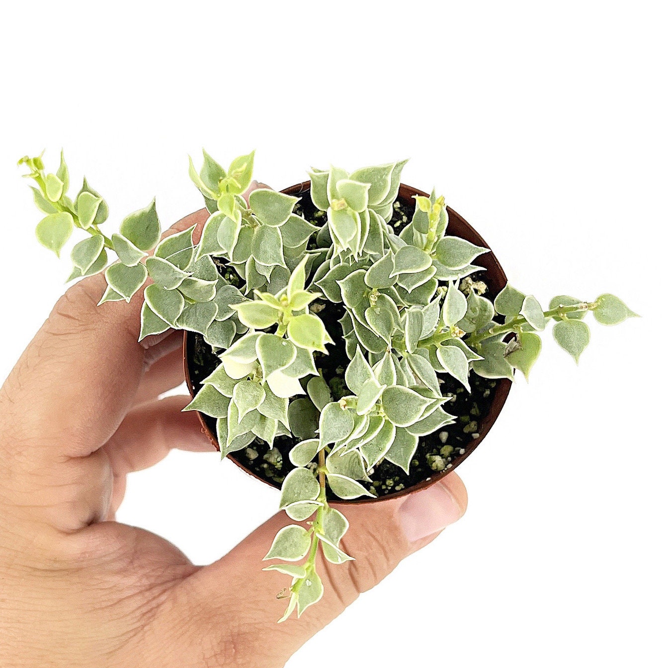 Dischidia ruscifolia 'Variegated Million Hearts'