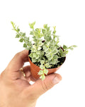 Dischidia ruscifolia 'Variegated Million Hearts'