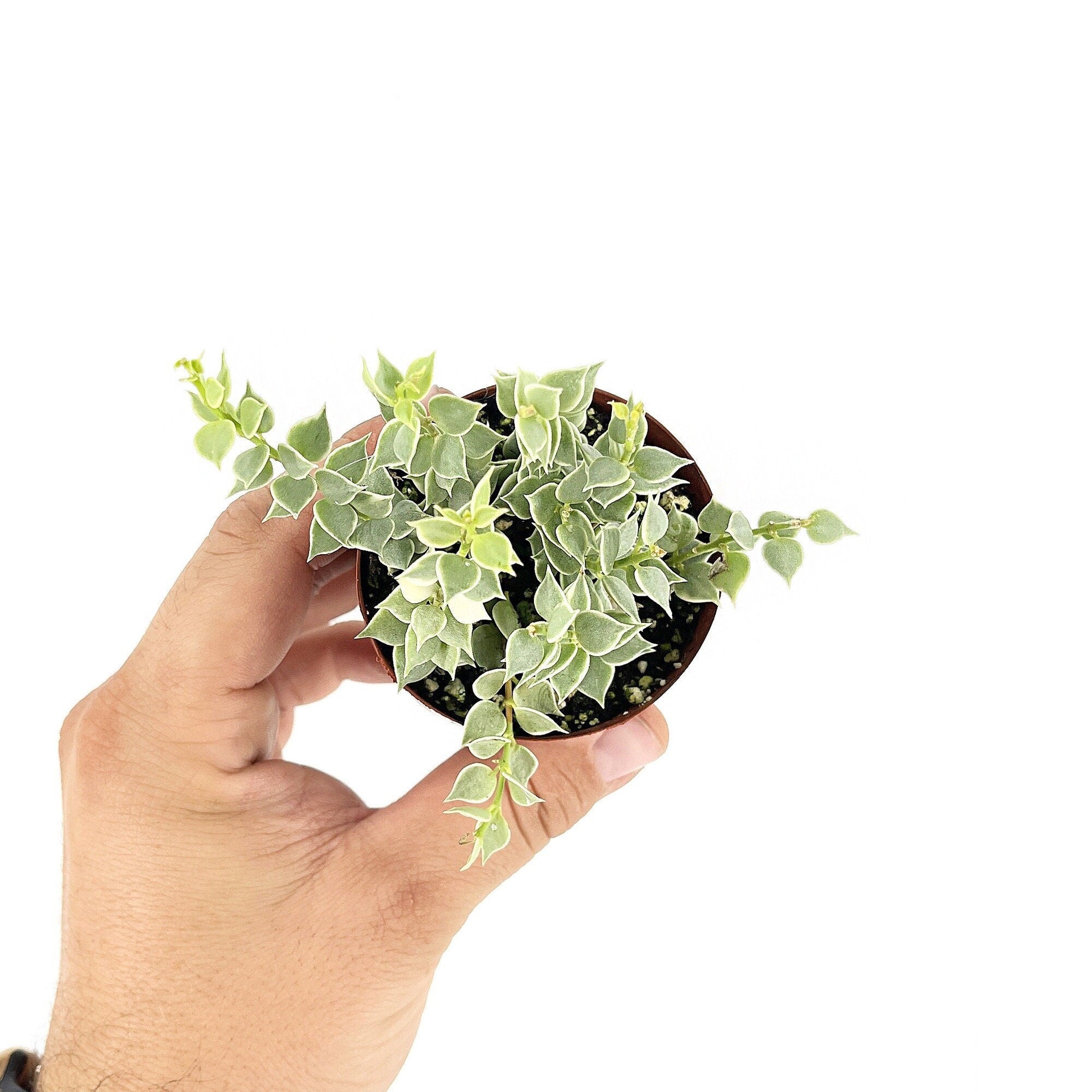 Dischidia ruscifolia 'Variegated Million Hearts'