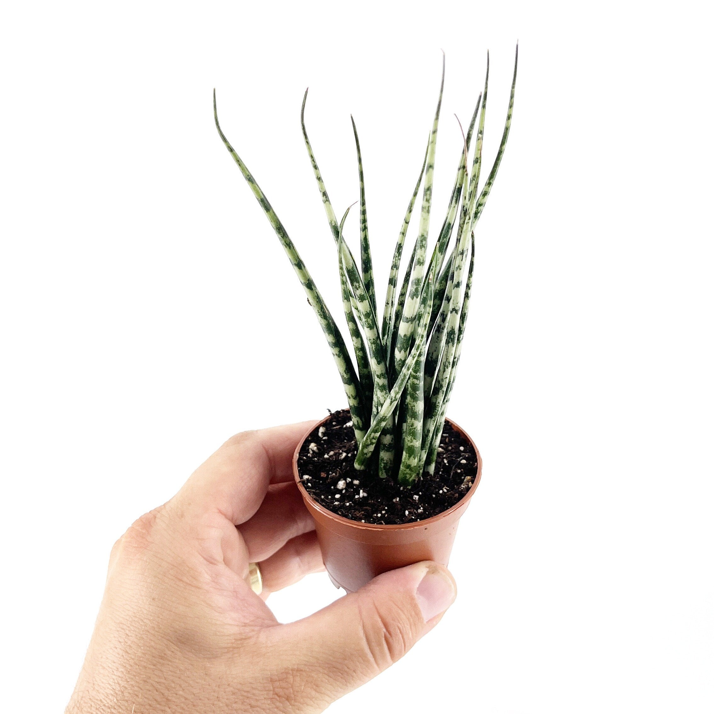 Sansevieria Fernwood Mikado