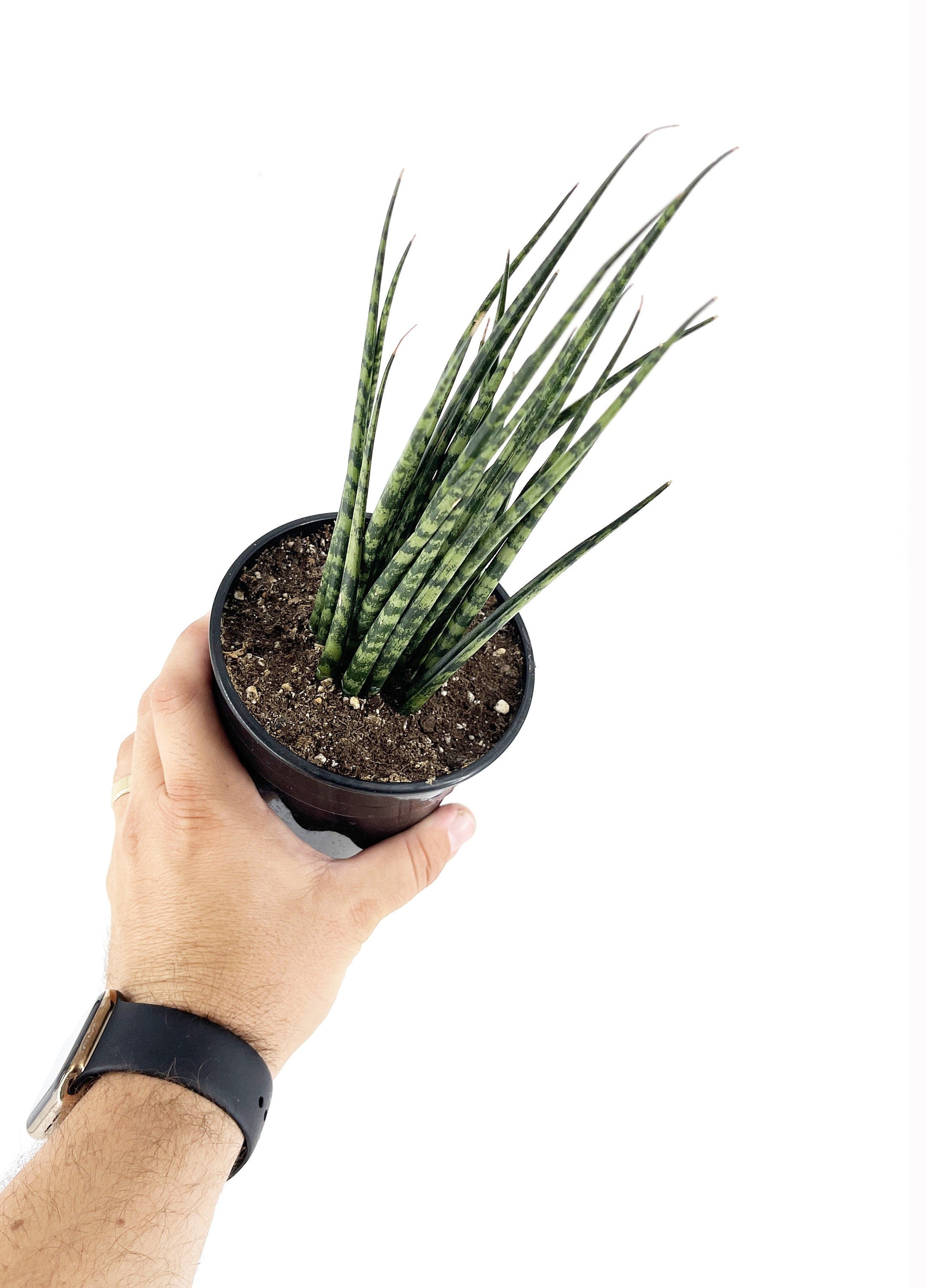 Sansevieria Fernwood Mikado