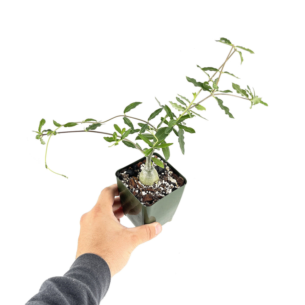 Fockea edulis 'Hottentot Bread'